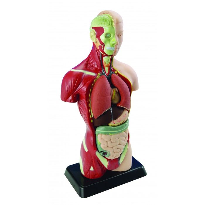 Edu-Toys Анатомический набор тело и органы 27 см