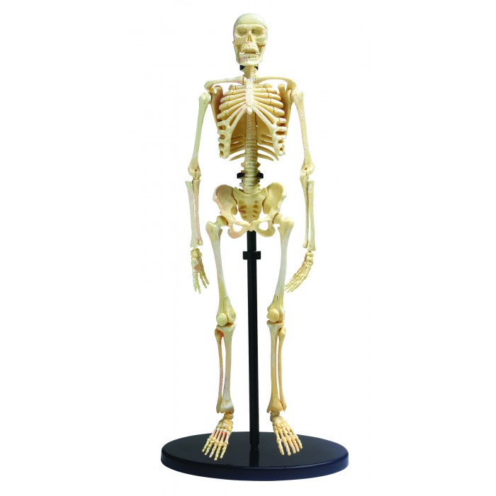 Наборы для опытов и экспериментов Edu-Toys Анатомический набор SK057 о назначении частей человеческого тела