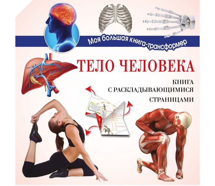 

Издательство АСТ Тело Человека, Тело Человека