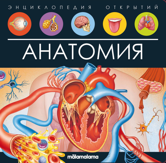 Энциклопедии Malamalama Энциклопедия открытий Анатомия почему бьется сердце анатомия для детей энциклопедия