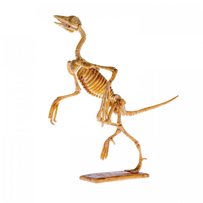 Наборы для опытов и экспериментов Bondibon Набор палеонтолога Динозавр Археоптерикс 3D скелет набор археологические раскопки 6 предметов в коробке