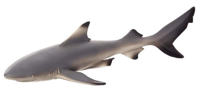 Konik Чернопёрая рифовая акула konik большая белая акула