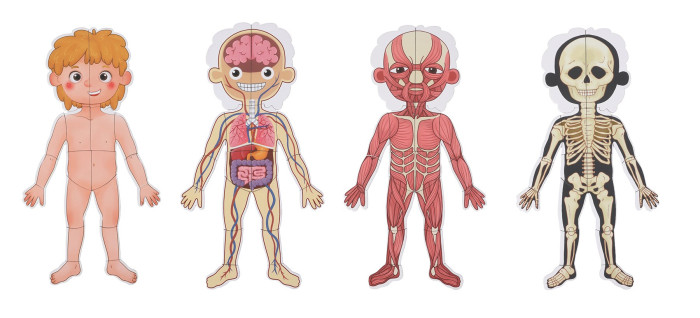 Развивающая игрушка Tooky Toy Магнитная Тело человека TH842 тело человека с наклейками
