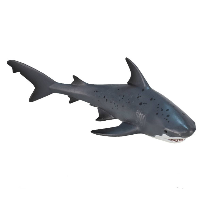  Konik Тупорылая акула