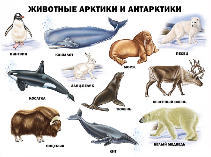 Проф-Пресс Плакат Животные Арктики и Антарктики - Акушерство.Ru