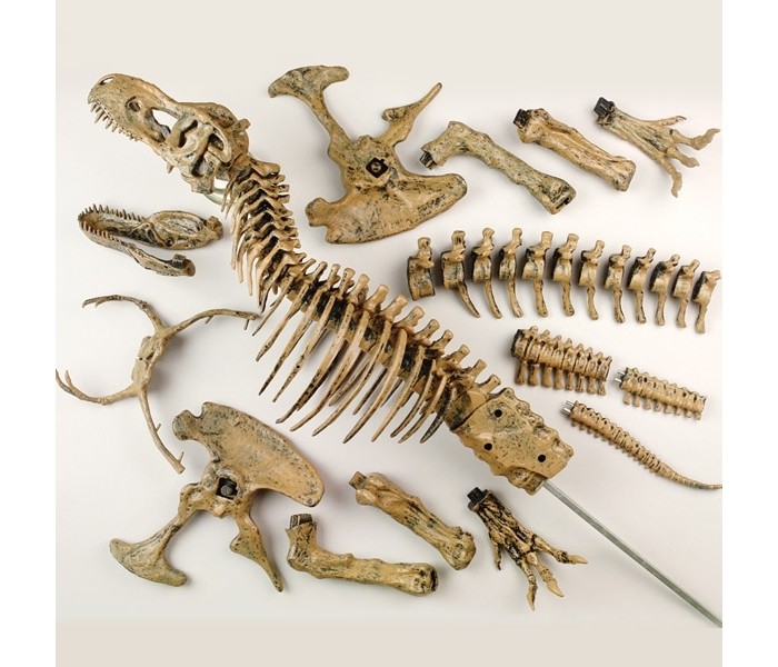 Наборы для опытов и экспериментов Edu-Toys Набор Cкелет динозавра 91 см игровой набор edu toys tm236