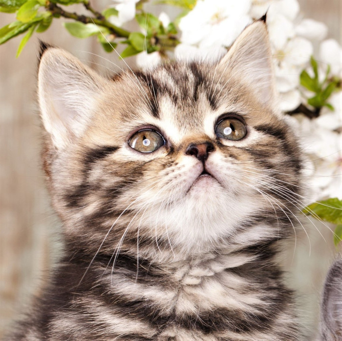 Рыжий кот Роспись по холсту Маленький котёнок у цветущей ветки 20х20 см -  Акушерство.Ru