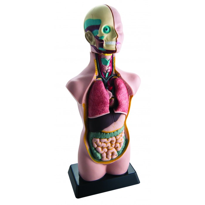 Наборы для опытов и экспериментов Edu-Toys Анатомический набор тело и органы 50 см edu toys анатомический набор глаз
