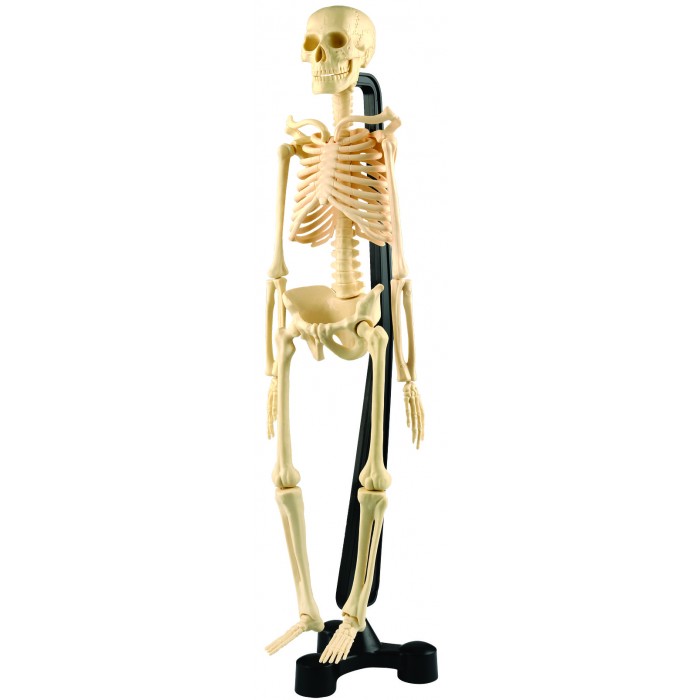 цена Наборы для опытов и экспериментов Edu-Toys Сборная модель скелета