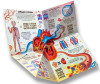  Malamalama Книжка-трансформер Анатомия - Pituso Книжка-трансформер Анатомия