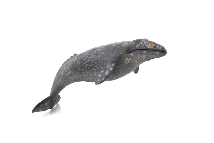 Konik Серый кит
