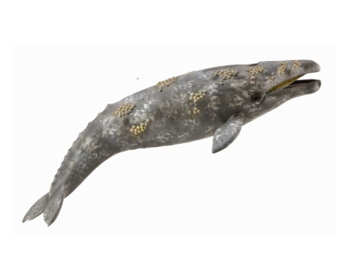 

Collecta Серый кит, Серый кит