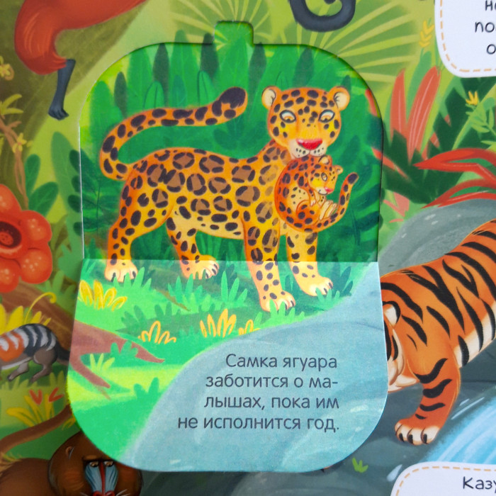 Malamalama Виммельбух с окошками Животные