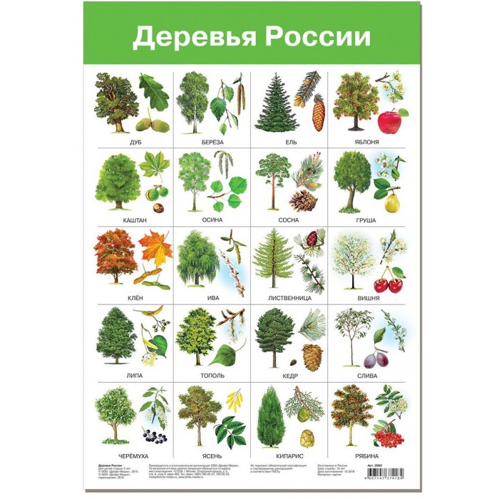 Какие деревья растут в московской области фото и название